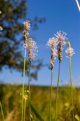 Hoary Plantain - Plantago media Open and closed flower spikes