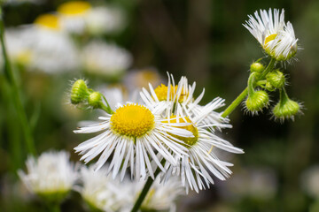 Erigeron annuus known as annual fleabane, daisy fleabane, or eastern daisy fleabane