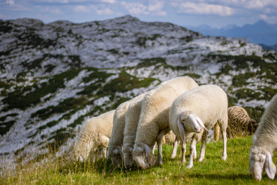 Mountain sheep graze on the top of the Dachstein near the town of Hallstatt.