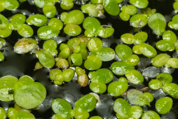 Duckweed, Natural Green Duckweed on The water for background or texture