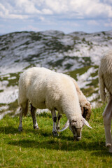 Mountain sheep graze on the top of the Dachstein near the town of Hallstatt.
