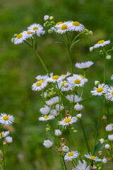 Erigeron annuus known as annual fleabane, daisy fleabane, or eastern daisy fleabane
