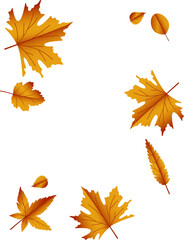 Autumn maple leaves.