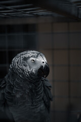 parrot in cage