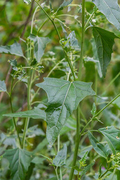 Close up of Common Orache plant Atriplex patula. Common Orache or atriplex patula plant growing in farm. Common Orache plant. Scientific name Chenopodium nuttalliae plant. Inflorescence closeup