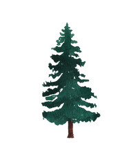 Watercolor green Christmas tree on white background. Winter design elements..