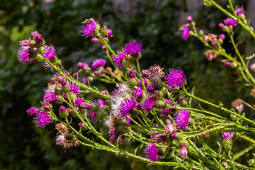 Flowering creeping thistle Cirsium arvense, also Canada thistle or field thistle. The creeping thistle is considered a noxious weed in many countries