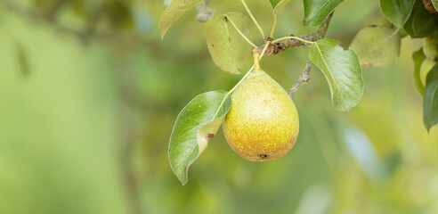 single ripe pear fruit on a branch