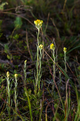 Yellow Mediterranean flowers on the background of the sea with a shallow depth of field. Helichrysum italicum
