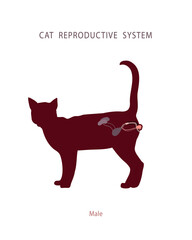 Flat illustration of male cat reproductive organs and excretory system.