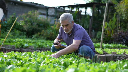 Senior urban male farmer removing stripping leafs from organic lettuces at small local community farm