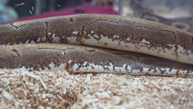 Ball python was slithering in the glass cabinet waiting to be sold. It's a popular pet in Thailand.