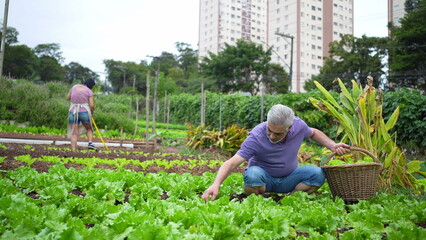 Older man at urban farm picking organic lettuces. Senior person at city local agriculture