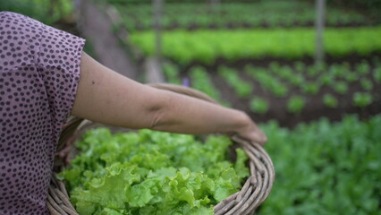 Person carrying green organic food inside basket. Closeup arms holding food walking inside farm