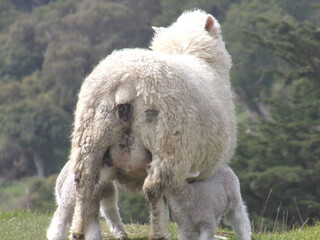Sheep nursing lambs