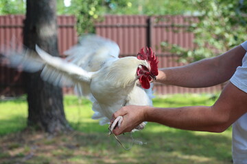 White rooster with red comb on man's hand. Flying аarm bird countryside.
