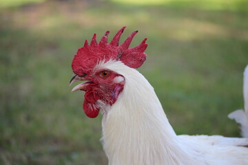 Old rooster. White rooster head with red comb side view.
