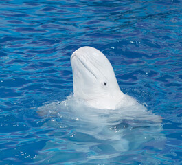 Naklejka premium white whale in blue water