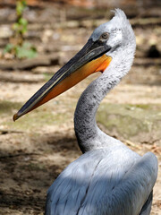 Closeup of Dalmatian pelican (Pelecanus crispus) seen from behind 