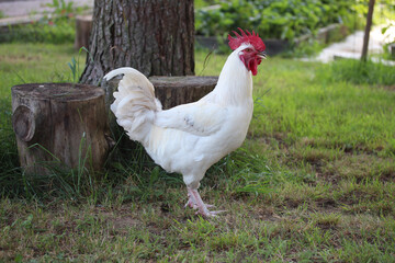 White rooster with red comb. Farm bird countryside.
