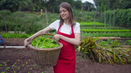 Fototapeta premium Female farmer walking at small farm holding basket with organic lettuces. Happy woman walks at community farm smiling