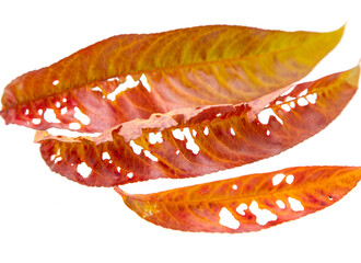 autumn peach leaves on white background