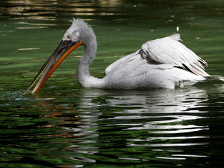 Closeup of Dalmatian pelican (Pelecanus crispus) with the open beak and swimming in a pond and seen from profile