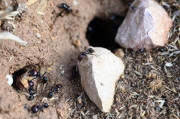 Fourmis charpentières, fourmis moissonneuses en gros plan devant la fourmilière, Aix en provence,...