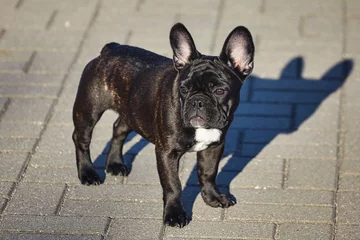 Foto op Plexiglas charmante puppy van een zwarte Franse bulldog bij zonnig weer op de parkeerplaats © Vadzim