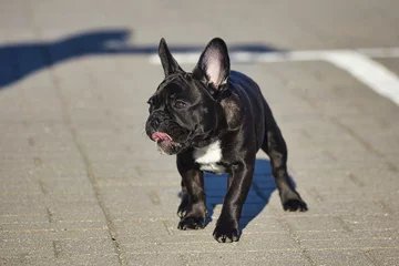 Foto op Canvas charmante puppy van een zwarte Franse bulldog bij zonnig weer op de parkeerplaats © Vadzim
