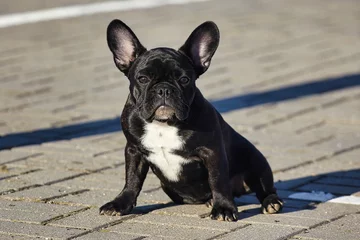 Foto op Canvas charmante puppy van een zwarte Franse bulldog bij zonnig weer op de parkeerplaats © Vadzim