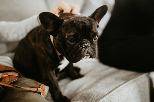 dog , bulldog, annimal