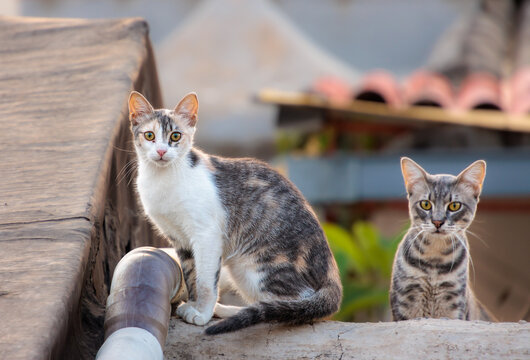 i gatti sono il pi&ugrave; diffuso animale da compagnia