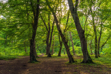 Beautiful green summer forest scenery