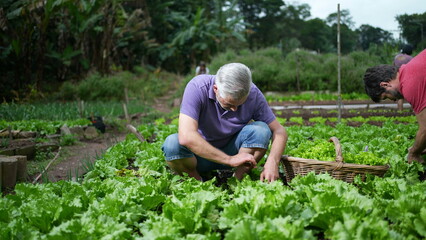 Community urban farmers at small local organic farm. Group of people growing food taking care of soil. Sustainable growth concept