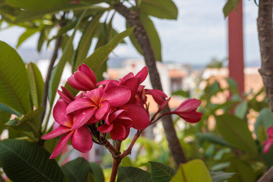 Pianta di Pomelia rossa 
