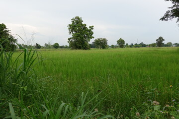 rice field