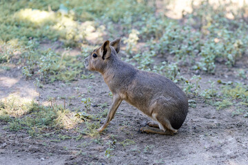 Patagonian mara (Dolichotis patagonum), large rodent, Patagonian guinea pig, Patagonian hare or dilabi.