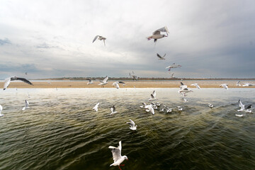 A flock of seagulls flies behind the ship.