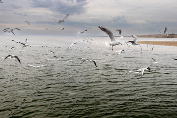 A flock of seagulls flies behind the ship.