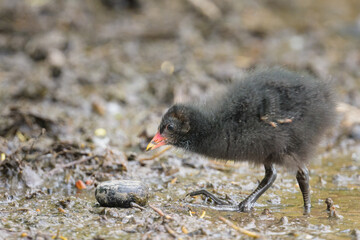 A juvenile Common moorhen looking for food