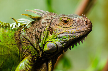 Close up of green iguana in natural habitat