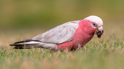 Galah closeup portrait. Cute Australian cockatoo species.