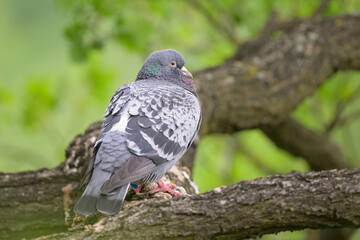A Rock Dove sitting on a tree