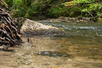 rivière sauvage, bois de versoix
