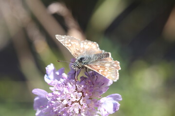 carline skipper butterfly sitting on a flower of a scabiosa