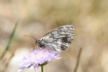 marbled white butterfly pollinating a purple flower