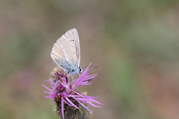 anomalous blue butterfly pollinating a pink flower