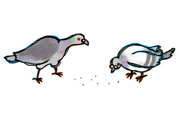 2羽の鳩が餌を食べている 白枠付き背景透過イラスト