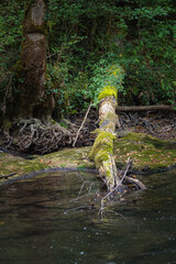rivière sauvage, bois de versoix
